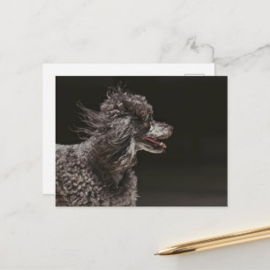 Carte Postale Vent de tête de chien de caniche noir mignon