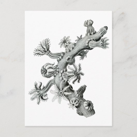 Carte Postale Ventilateur de mer (Devant)