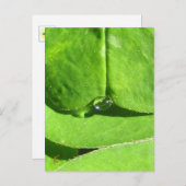 Carte Postale Ventre Femme, Déesse Verte Clover (Devant / Derrière)