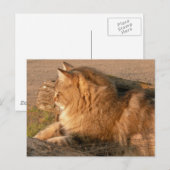 Carte Postale Ventre Tiggle de rhum (Devant / Derrière)