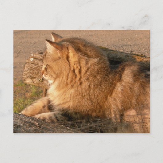 Carte Postale Ventre Tiggle de rhum (Devant)