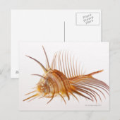Carte Postale Vénus Comb Murex shell (Murex pectin) contre (Devant / Derrière)
