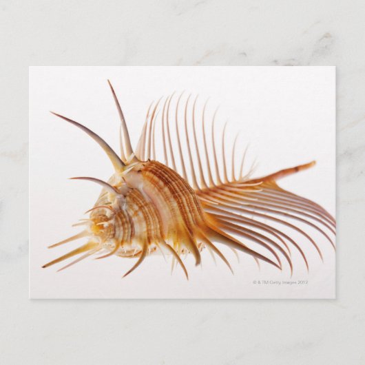 Carte Postale Vénus Comb Murex shell (Murex pectin) contre (Devant)