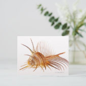 Carte Postale Vénus Comb Murex shell (Murex pectin) contre (Debout devant)