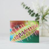 Carte Postale Vénus Flytrap (Debout devant)