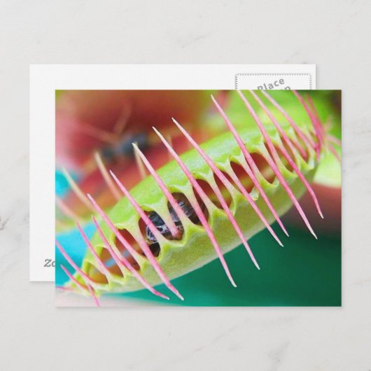 Carte Postale Vénus Flytrap (Devant / Derrière)
