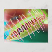 Carte Postale Vénus Flytrap (Devant)