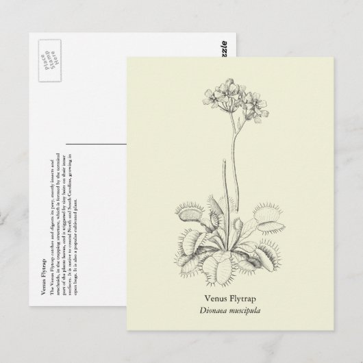 Carte Postale Vénus Flytrap, Plante carnivore (Devant / Derrière)