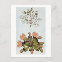 Vénus Piège à mouches, plaque 84, de 'Collection P