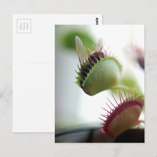Carte Postale Vénus Trap (Devant / Derrière)
