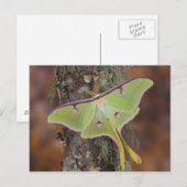 Carte Postale Ver à soie Luna (Devant / Derrière)