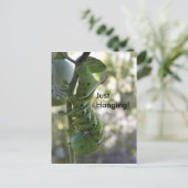 Carte Postale ver à tomates / Caterpillar (Debout devant)