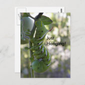 Carte Postale ver à tomates / Caterpillar (Devant / Derrière)