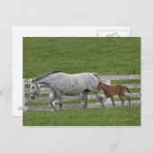 Carte Postale Vérale et jeune poulain (Devant / Derrière)