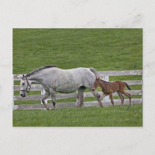 Carte Postale Vérale et jeune poulain (Devant)