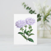 Carte Postale Verbena, dame de Langlebury (Debout devant)