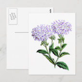 Carte Postale Verbena, dame de Langlebury (Devant / Derrière)