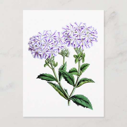 Carte Postale Verbena, dame de Langlebury (Devant)