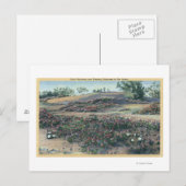 Carte Postale Verbenas du sable et Primroses du désert (Devant / Derrière)
