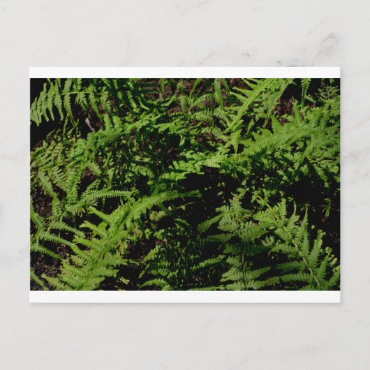 Carte Postale verdure botanique Forêt Plancher Fermes (Devant)