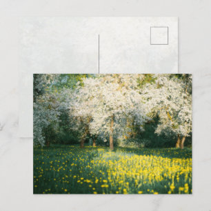 Carte Postale Verger printanier de rêve