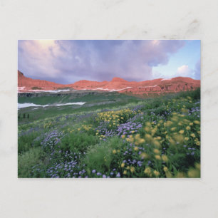 Carte Postale Vergerette voyageuse (erigeron peregrinus) et jaun