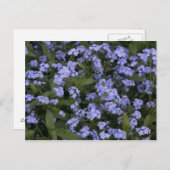 Carte Postale Vergissmeinnicht (Devant / Derrière)