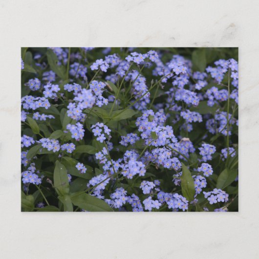 Carte Postale Vergissmeinnicht (Devant)
