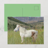 Carte Postale Véritable Cheval Miniature en montagne souhait (Devant / Derrière)