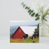 Carte postale Vermont Cow Farm (Debout devant)