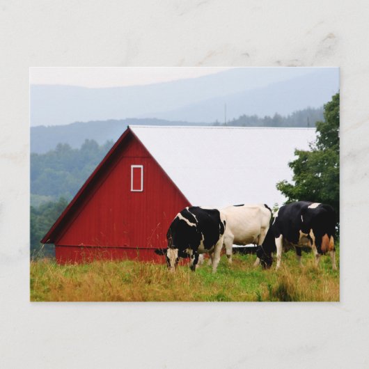 Carte postale Vermont Cow Farm (Devant)