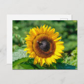Carte postale - Vermont Sunflower (Devant / Derrière)