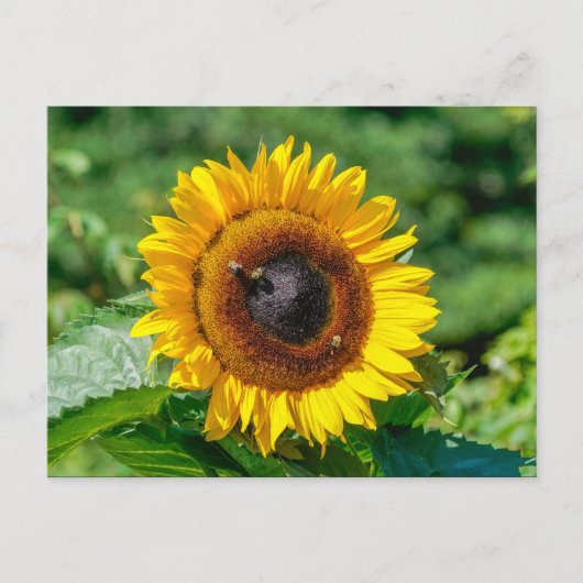 Carte postale - Vermont Sunflower (Devant)