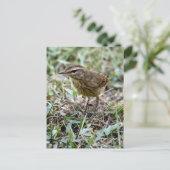 Carte postale Vero Bird Photo (Debout devant)