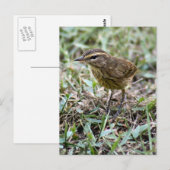 Carte postale Vero Bird Photo (Devant / Derrière)
