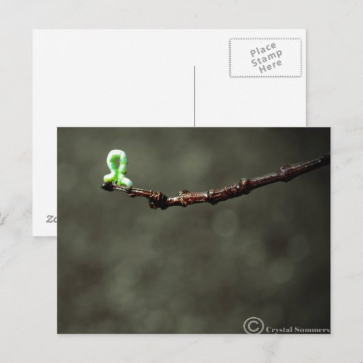 Carte Postale Vers (Devant / Derrière)