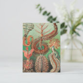 Carte Postale Vers, Annelids Chaetopoda par Ernst Haeckel (Debout devant)
