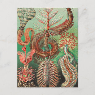 Carte Postale Vers, Annelids Chaetopoda par Ernst Haeckel