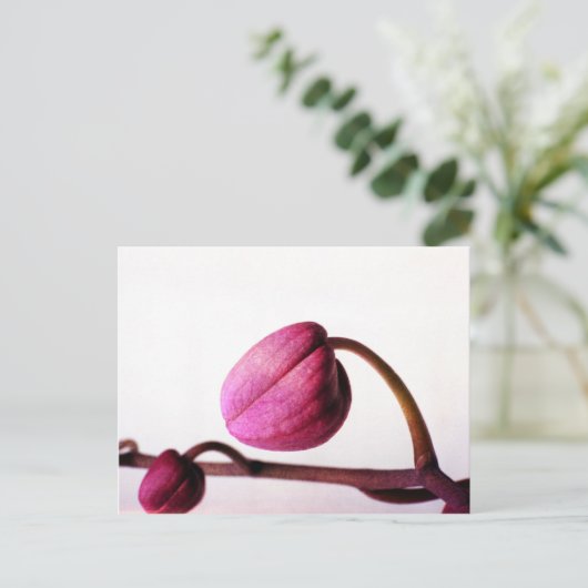 Carte Postale Vers la floraison (Debout devant)