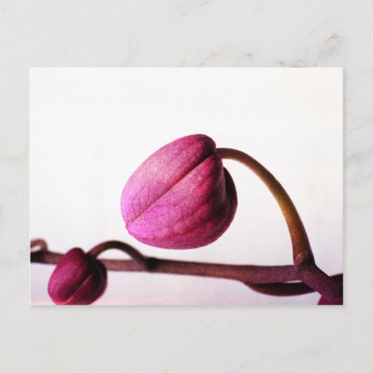 Carte Postale Vers la floraison (Devant)