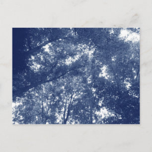 Carte Postale Vers le haut dans les arbres - Effet Cyanotype