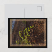 Carte Postale vert de printemps (Devant / Derrière)