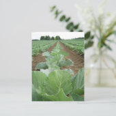 Carte Postale Vert feuilles, agriculture (Debout devant)