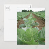 Carte Postale Vert feuilles, agriculture (Devant / Derrière)