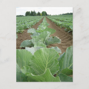 Carte Postale Vert feuilles, agriculture