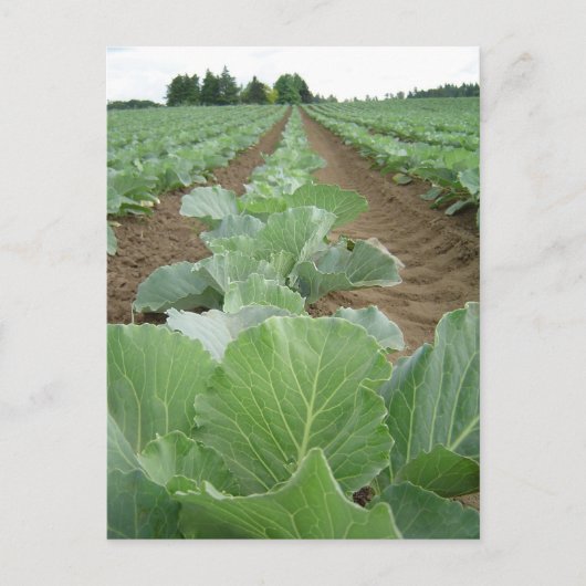 Carte Postale Vert feuilles, agriculture (Devant)
