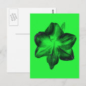 Carte Postale Vert foncé sur vert clair Amaryllis (Devant / Derrière)