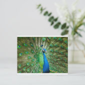 Carte Postale Vert Peacock/bleu (Debout devant)