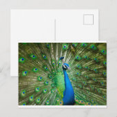 Carte Postale Vert Peacock/bleu (Devant / Derrière)