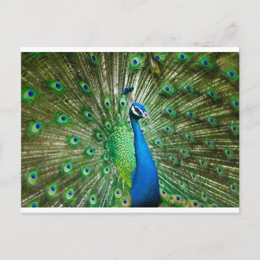 Carte Postale Vert Peacock/bleu (Devant)